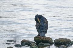 Phalacrocorax carbo