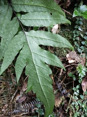 Tectaria phaeocaulis