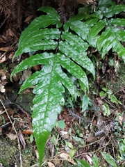 Tectaria phaeocaulis