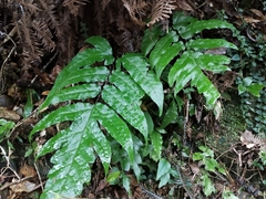 Tectaria phaeocaulis