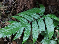 Tectaria phaeocaulis