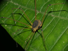 Sibambea