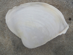 Mactrellona alata