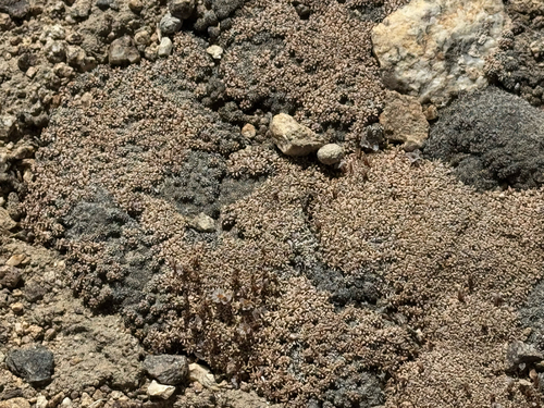 Acantholimon diapensioides, photograph 1