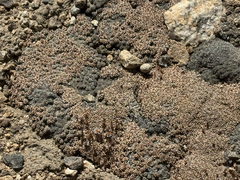 Acantholimon diapensioides, photograph (c) Cody Hinchliff, some rights reserved (CC BY)