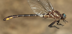 Phanogomphus exilis