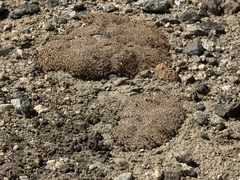 Acantholimon diapensioides, photograph (c) Cody Hinchliff, some rights reserved (CC BY)