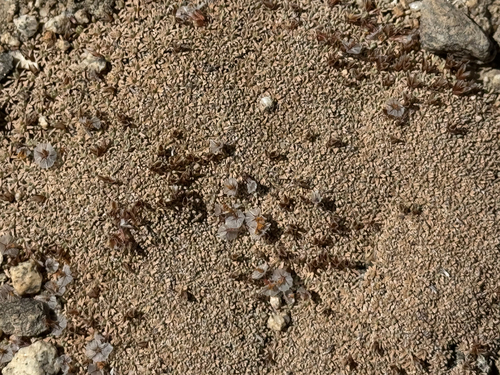 Acantholimon diapensioides, photograph 4