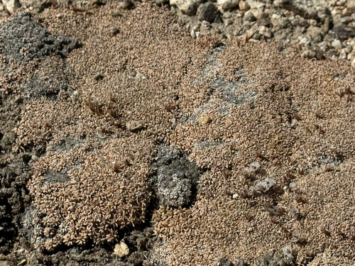 Acantholimon diapensioides, photograph 3
