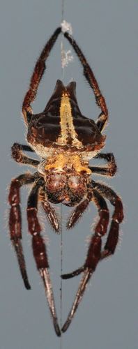 Caerostris extrusa