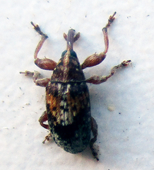 Amphibolocorynus varius