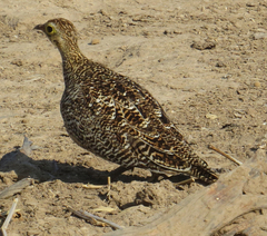 Pterocles bicinctus