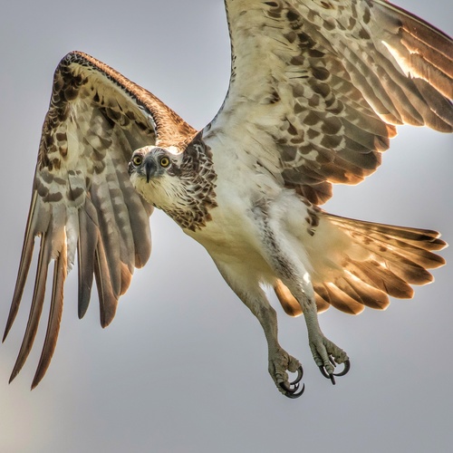 Representative image of Pandionidae