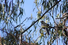 Platycercus elegans flaveolus