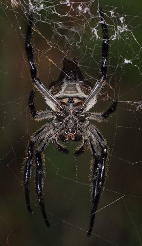 Caerostris extrusa