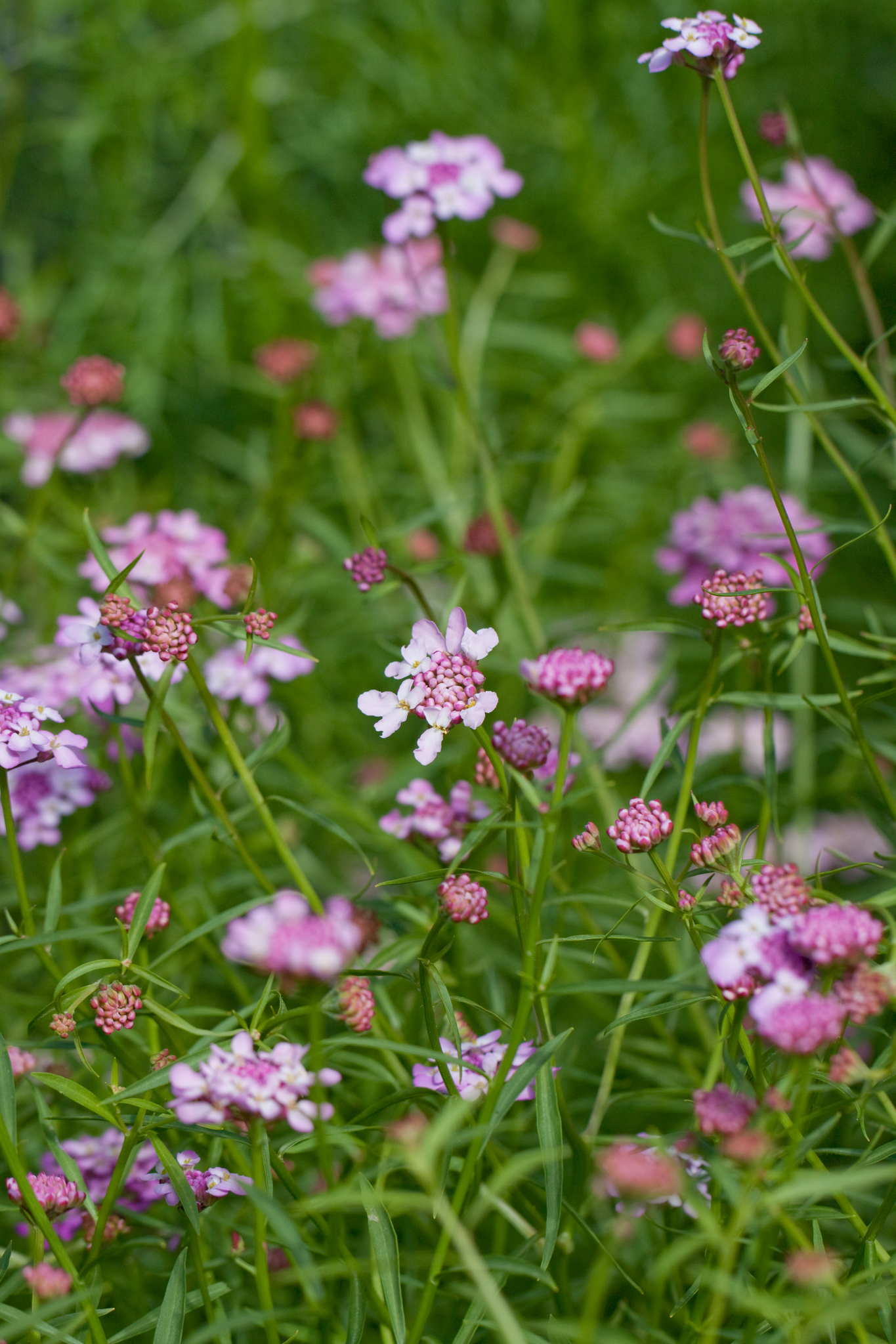Iberis umbellata