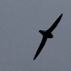 Hirundapus caudacutus