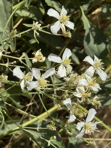 Clematis songorica