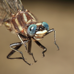 Phanogomphus exilis