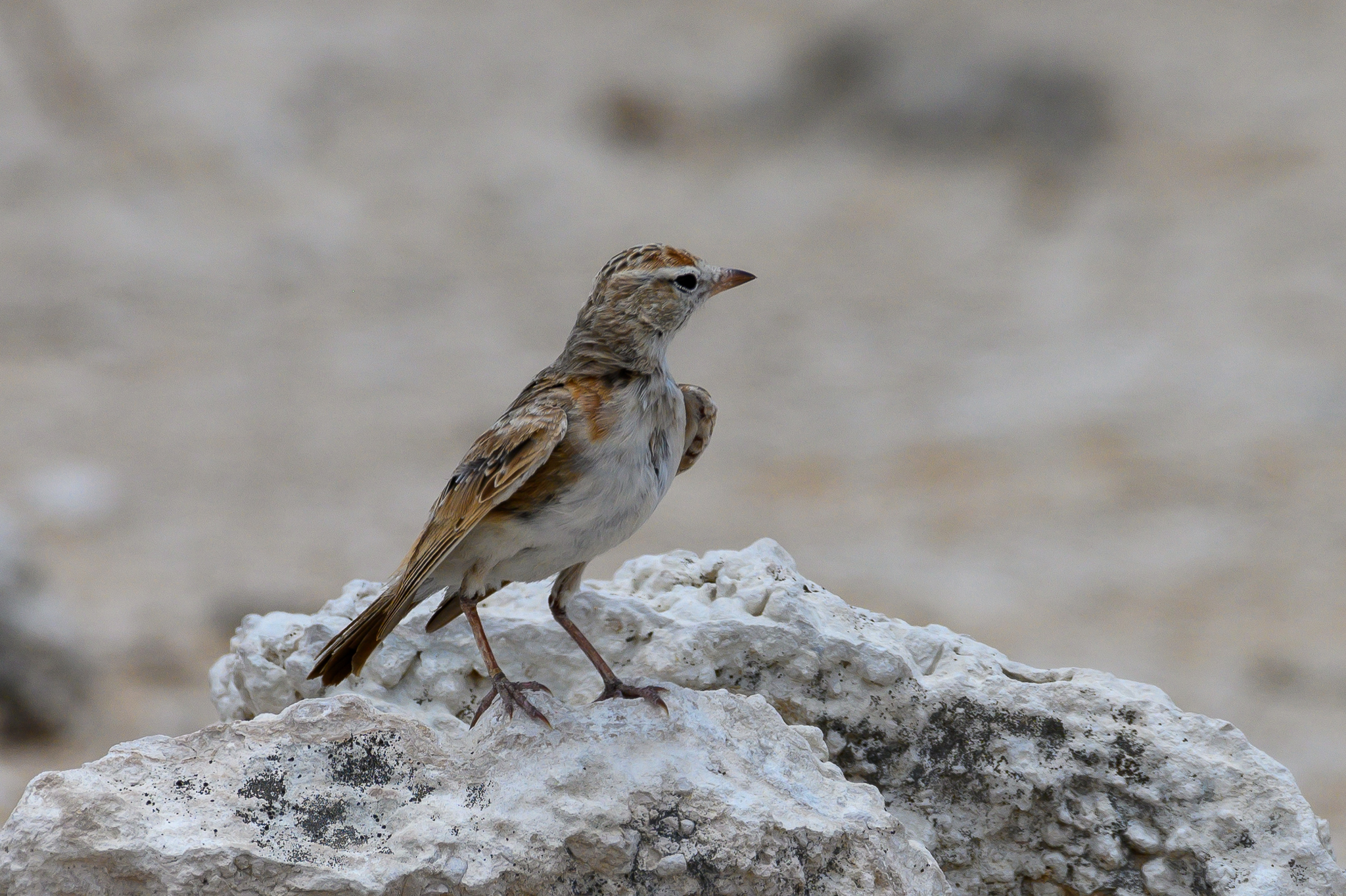 Red-capped Lark