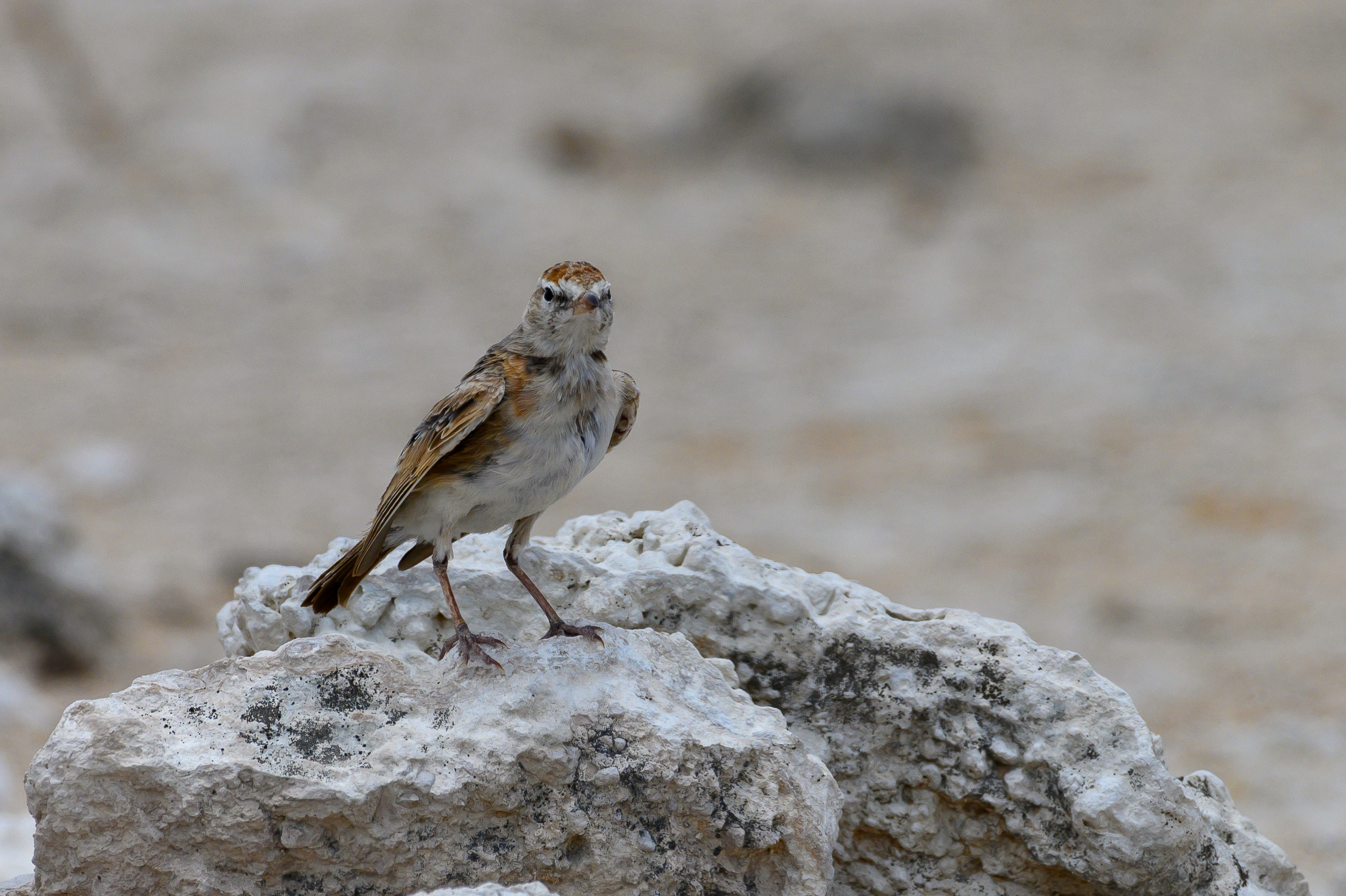 Red-capped Lark