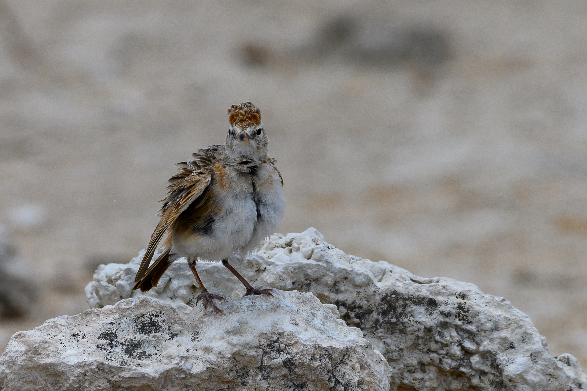 Red-capped Lark