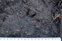 Dasypus novemcinctus