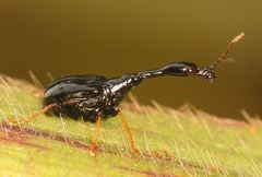 Trachelophorus madegassus