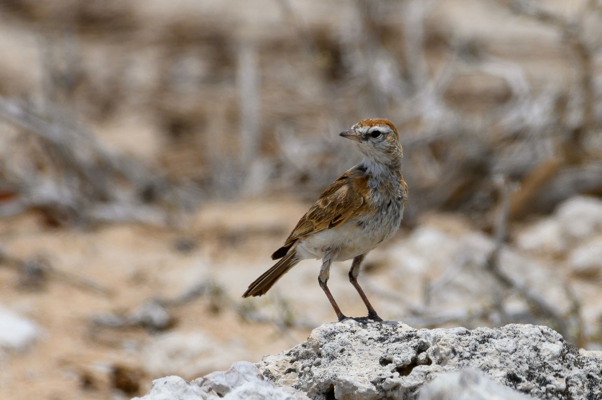 Red-capped Lark