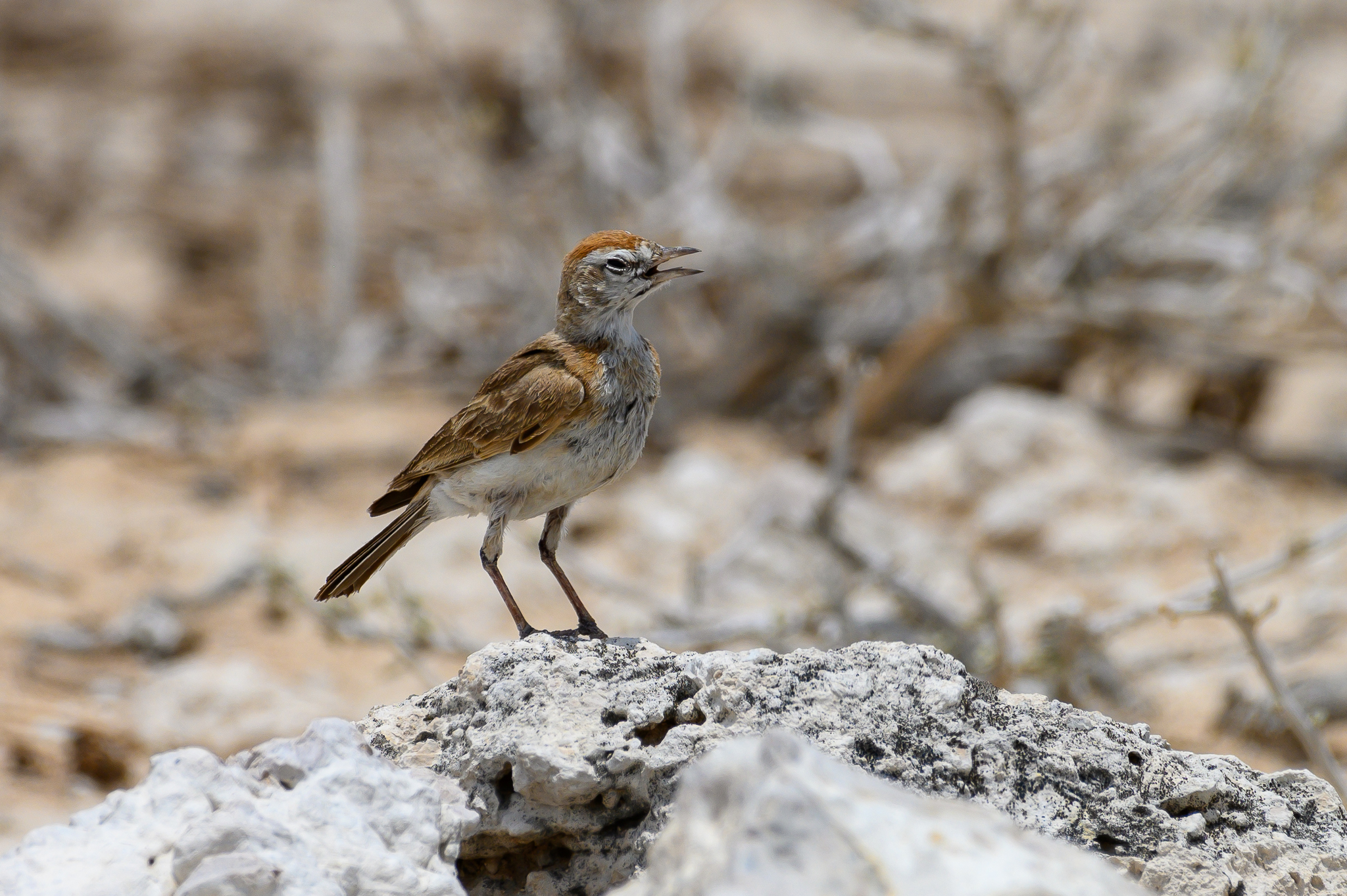 Red-capped Lark