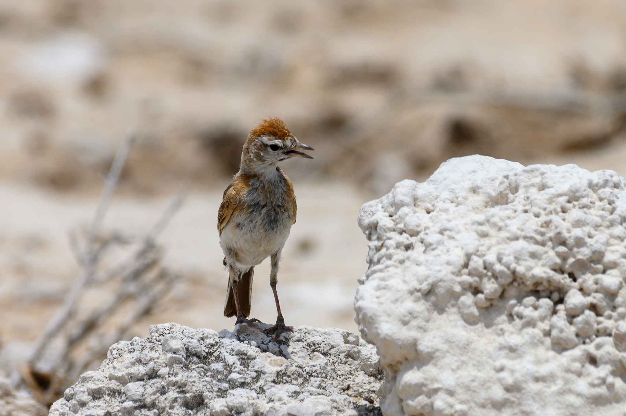 Red-capped Lark