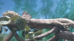 Gray's Monitor photo 5