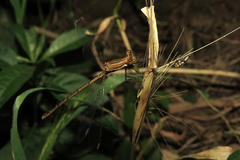 Lestes undulatus