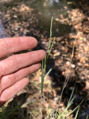 Eriochloa