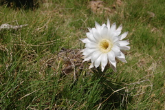 Echinopsis rhodotricha