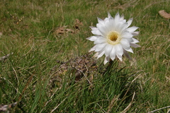 Echinopsis rhodotricha