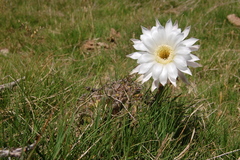 Echinopsis rhodotricha