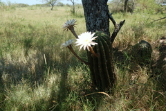 Echinopsis rhodotricha