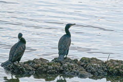 Phalacrocorax carbo