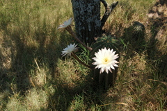Echinopsis rhodotricha