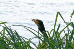 Phalacrocorax carbo