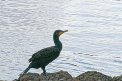 Phalacrocorax carbo