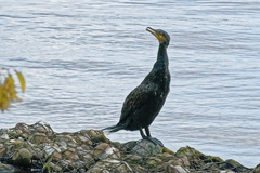 Phalacrocorax carbo