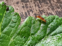 Acronicta rumicis