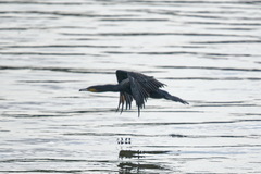 Phalacrocorax carbo