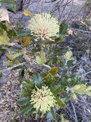 Banksia ilicifolia