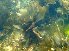 Scobinichthys granulatus