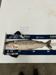 Irish Whitefish photo 1