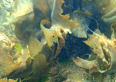 Scobinichthys granulatus