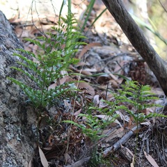 Davallia solida pyxidata